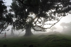 Discover Madeira's idyllic hikes & beauty on foot & wheels!