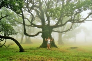 Discover Madeira's idyllic hikes & beauty on foot & wheels!