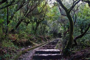 Discover Madeira's idyllic hikes & beauty on foot & wheels!