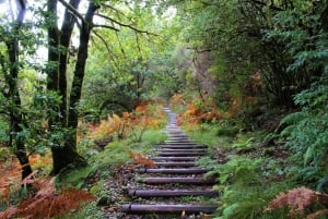 Discover Madeira's idyllic hikes & beauty on foot & wheels!