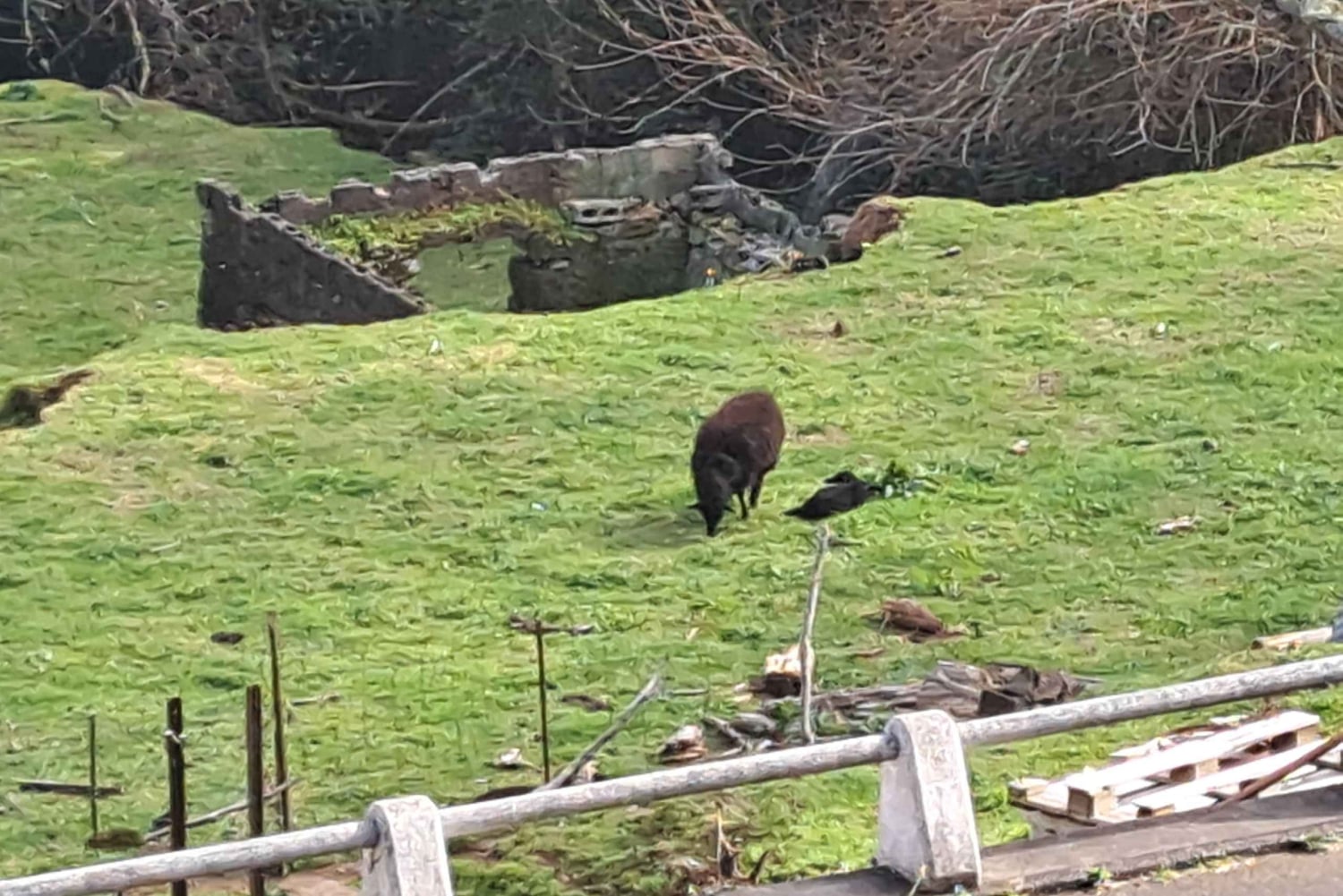 EAST MADEIRA:,Peaks, Forest walk,Thatched Roofs, Rum factory