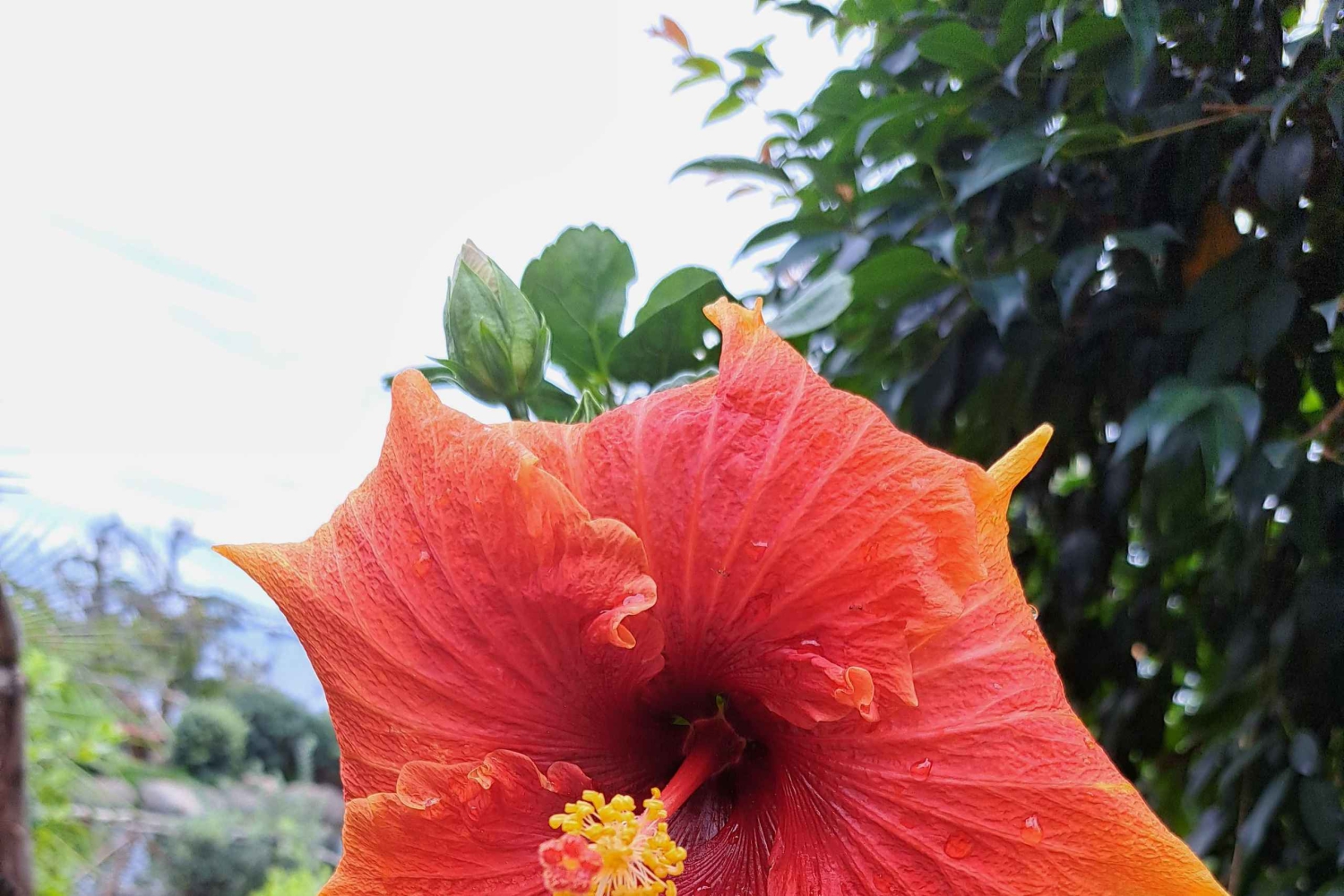 EAST MADEIRA:,Peaks, Forest walk,Thatched Roofs, Rum factory