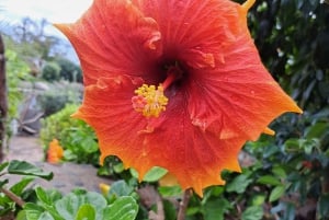 EAST MADEIRA:,Peaks, Forest walk,Thatched Roofs, Rum factory