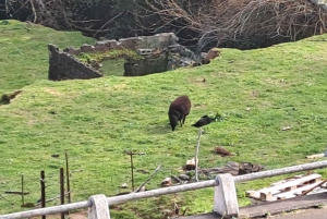 EAST MADEIRA:,Peaks, Forest walk,Thatched Roofs, Rum factory