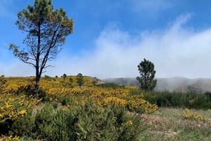 East Tour: Classic jeep tour to East Madeira - Santana