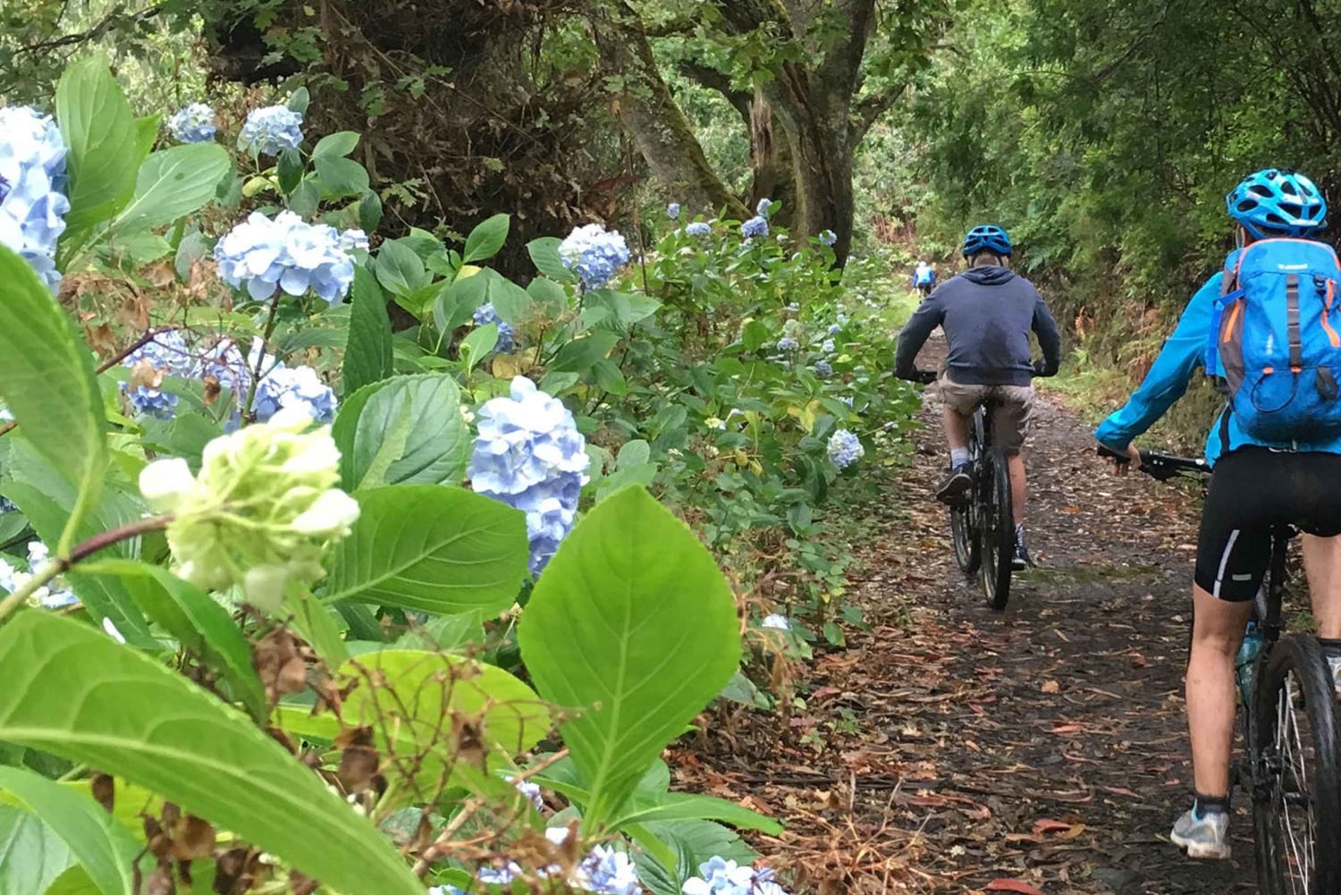 PASSEIO DE BICICLETA FÁCIL EM LEVADA