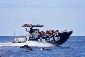 Faial Island: Unique boat tour to the Capelinhos volcano