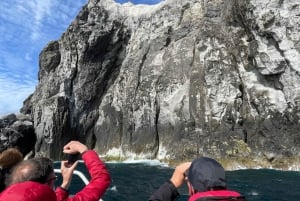 Faial Island: Unique boat tour to the Capelinhos volcano