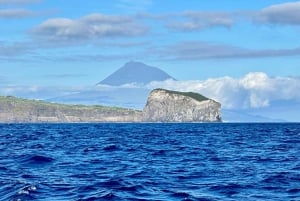 Faial Island: Unique boat tour to the Capelinhos volcano