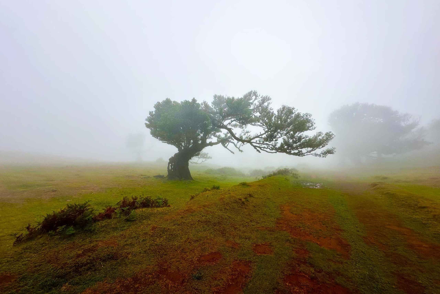 Fanal / Assobiadores - Levada Walk