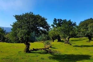 Fanal / Assobiadores - Levada Walk