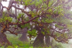 Fanal / Assobiadores - Levada Walk