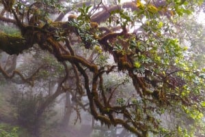 Fanal / Assobiadores - Levada Walk