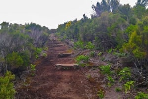 Fanal / Assobiadores - Levada Walk