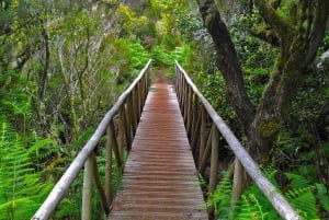 Fanal / Assobiadores - Levada Walk