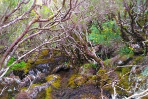 Fanal / Assobiadores - Levada Walk