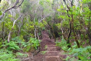 Fanal / Assobiadores - Levada Walk