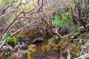 Fanal / Assobiadores - Levada Walk