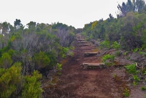 Fanal / Assobiadores - Levada Walk