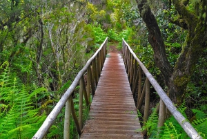 Fanal / Assobiadores - Levada Walk