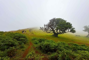 Fanal / Assobiadores - Levada Walk