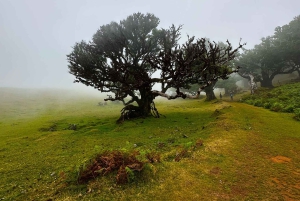 Fanal / Assobiadores - Levada Walk
