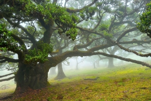Fanal / Assobiadores - Levada Walk