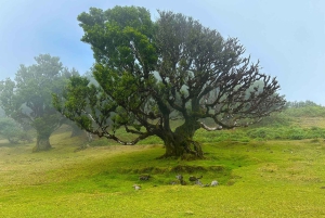 Fanal / Assobiadores - Levada Walk