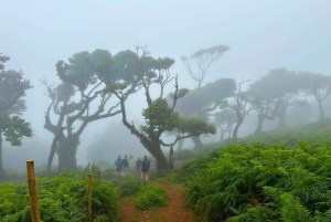 Fanal / Assobiadores - Levada Walk