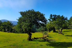 Fanal / Assobiadores - Levada Walk
