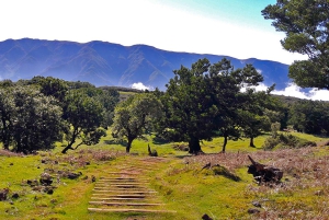 Fanal / Assobiadores - Levada Walk