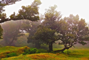 Fanal / Assobiadores - Levada Walk