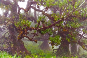 Fanal / Assobiadores - Levada Walk