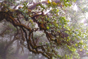 Fanal / Assobiadores - Levada Walk