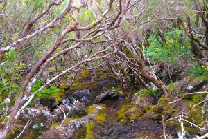 Fanal / Assobiadores - Levada Walk