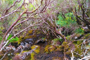 Fanal / Assobiadores - Levada Walk