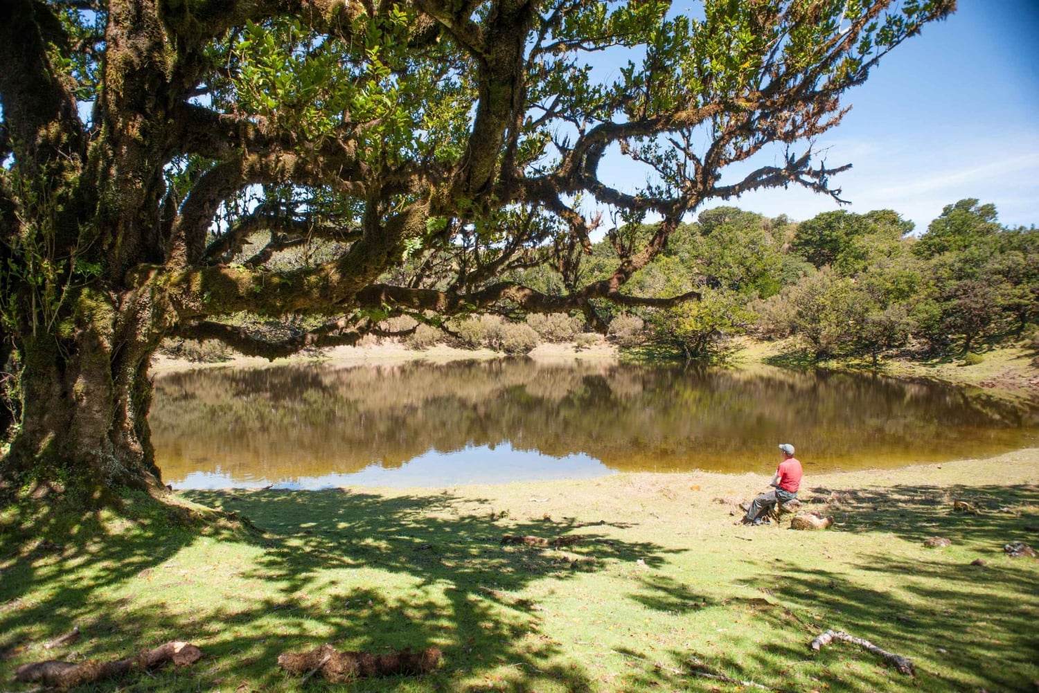 Fanal Assobiadores Trail