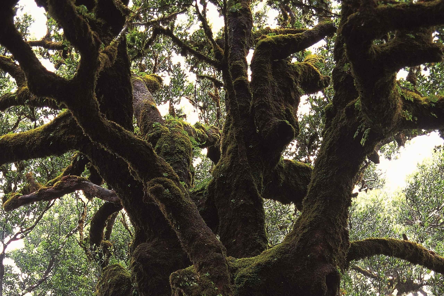 Fanal Assobiadores Trail