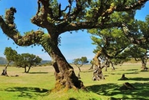 Fanal Assobiadores Trail