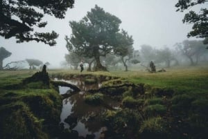 Fanal Assobiadores Trail