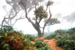 Fanal Assobiadores Trail