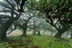 Fanal Assobiadores Trail