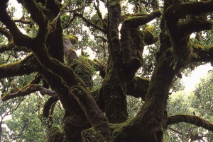 Fanal Assobiadores Trail