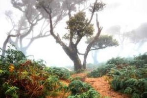 Fanal Assobiadores Trail