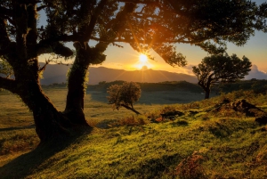 Fanal Assobiadores Trail