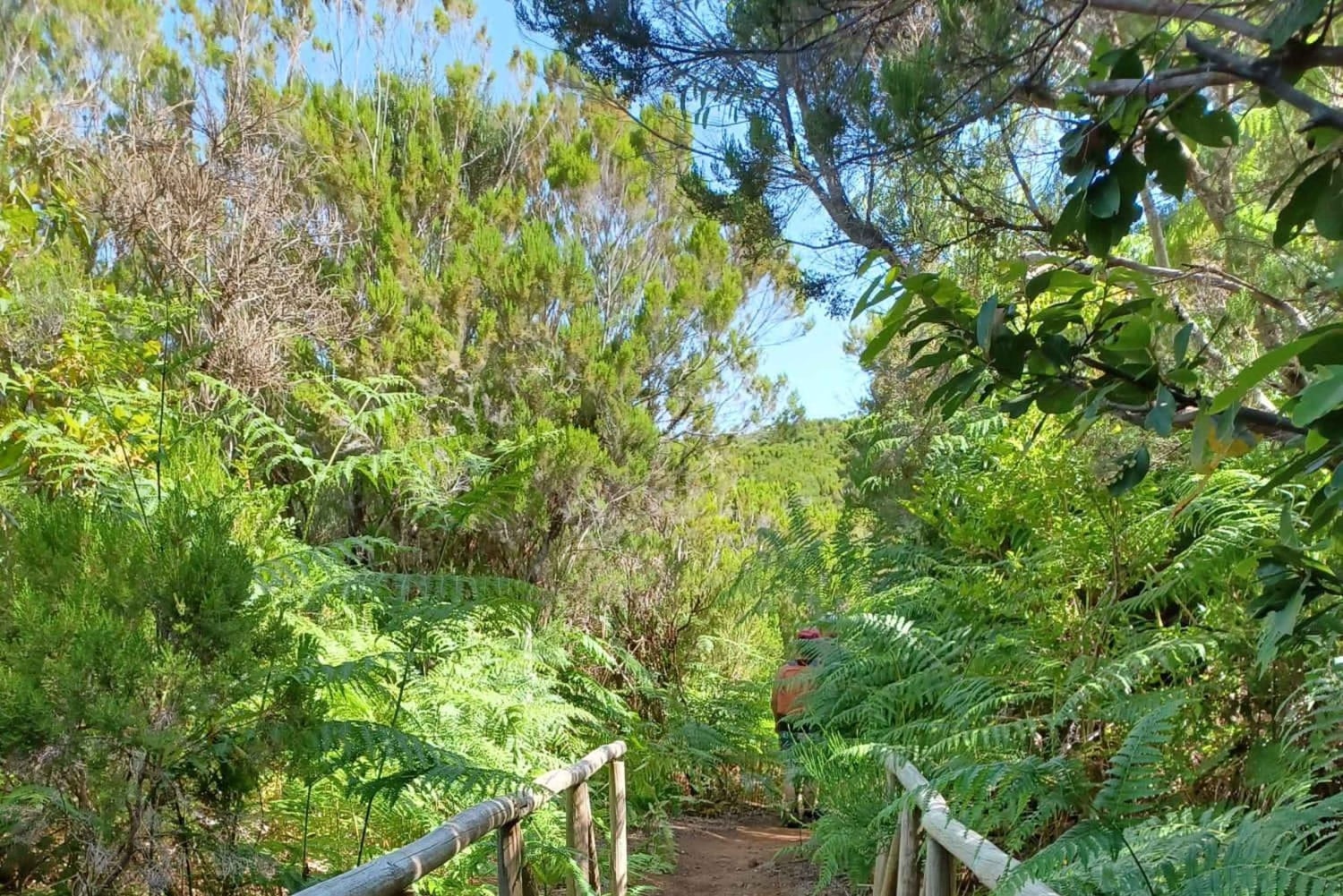 Waldspaziergang & Mahlzeit in Fanal