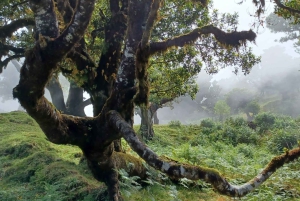 Waldspaziergang & Mahlzeit in Fanal