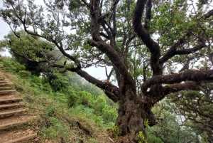 Waldspaziergang & Mahlzeit in Fanal