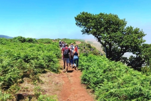 Waldspaziergang & Mahlzeit in Fanal