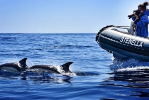 From Calheta: Madeira Whale and Dolphin Watching Boat Tour